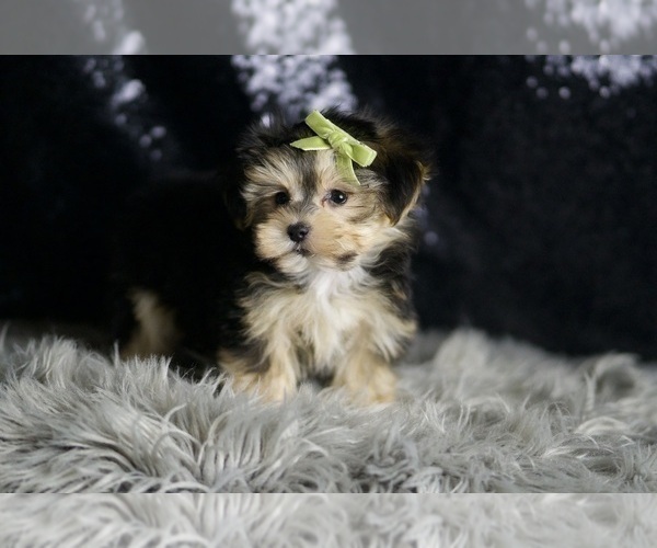 Medium Photo #4 Morkie Puppy For Sale in WARSAW, IN, USA