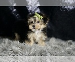 Small #3 Morkie