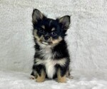 Puppy 2 Chihuahua