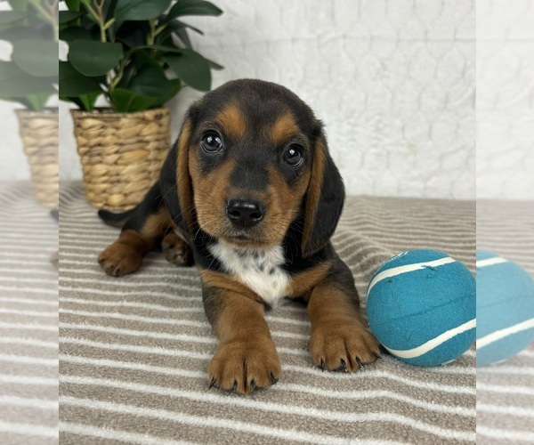 Medium Photo #3 Dachshund Puppy For Sale in GREENFIELD, IN, USA