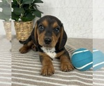 Small #2 Dachshund