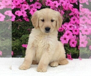 Medium Golden Retriever