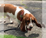 Small #2 Basset Hound