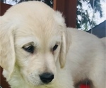 Small Photo #7 English Cream Golden Retriever Puppy For Sale in UNIVERSITY PL, WA, USA