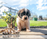 Small Photo #7 Saint Bernard Puppy For Sale in WEST FARMINGTON, OH, USA