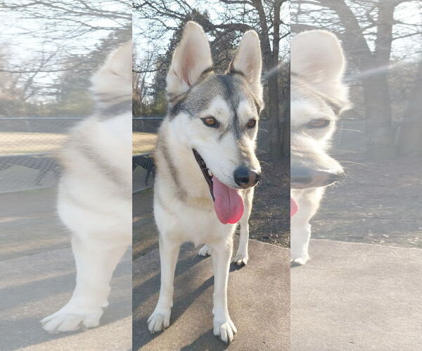 Medium Photo #12 Siberian Husky Puppy For Sale in Cumming, GA, USA