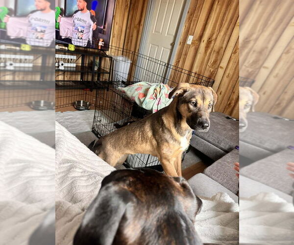 Medium Photo #2 Mutt Puppy For Sale in Springdale, PA, USA