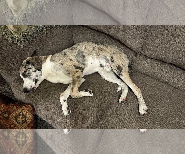 Medium Photo #4 Catahoula Leopard Dog-Unknown Mix Puppy For Sale in Sandy, UT, USA