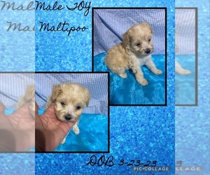 Maltipoo Puppy for sale in COLMESNEIL, TX, USA