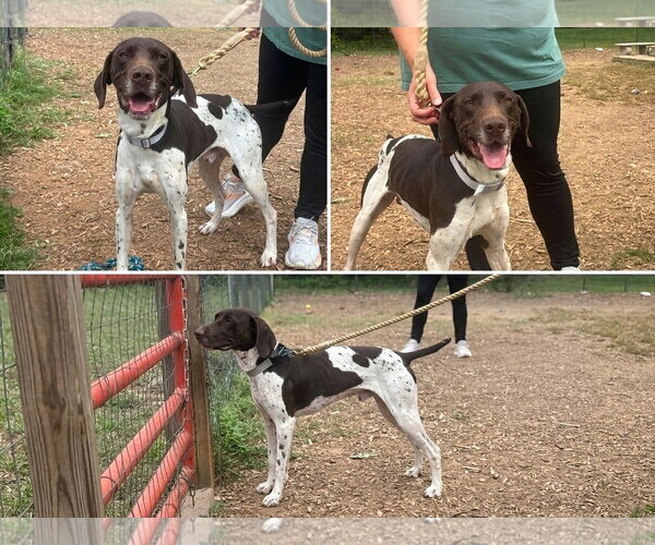 Medium Photo #4 German Shorthaired Pointer Puppy For Sale in Rustburg, VA, USA