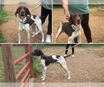 Small Photo #4 German Shorthaired Pointer Puppy For Sale in Rustburg, VA, USA