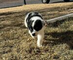 Small Photo #3 Australian Shepherd Puppy For Sale in PUEBLO WEST, CO, USA