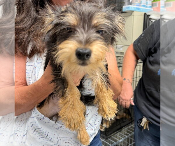 Medium Photo #2 Mutt Puppy For Sale in Lawrenceville, NJ, USA