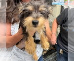 Small #1 Mutt