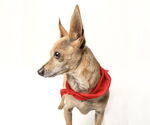 Small #22 Chihuahua
