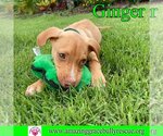 Small Photo #16 Labrador Retriever-Unknown Mix Puppy For Sale in Pensacola, FL, USA