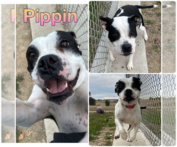 Medium Photo #1 American Bulldog-Unknown Mix Puppy For Sale in Pierceton , IN, USA