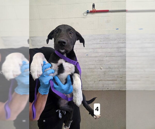 Medium Photo #1 Mutt Puppy For Sale in San Bernardino, CA, USA