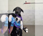 LUUKE - Male Mutt Dog for Adoption - Small photo