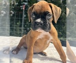 AKC Art - Male Boxer Puppy for Sale - Photo #4
