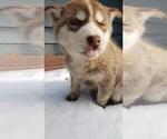 Small Photo #4 Siberian Husky Puppy For Sale in TACOMA, WA, USA