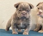 Small Photo #2 English Bulldog Puppy For Sale in SAN JOSE, CA, USA