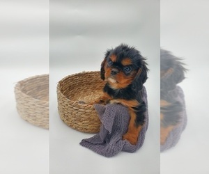 Cavalier King Charles Spaniel Puppy for sale in GOSHEN, IN, USA