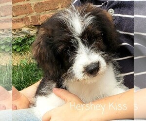 Pembroke Welsh Corgi-Poodle (Miniature) Mix Puppy for sale in LANCASTER, PA, USA