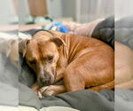Small #2 American Staffordshire Terrier-Labrador Retriever Mix