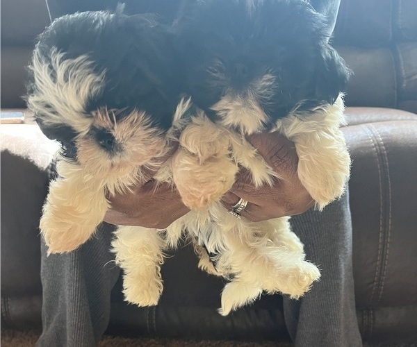 Medium Photo #3 Shih Tzu Puppy For Sale in DOUGLASVILLE, GA, USA