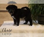 Puppy Chase Goldendoodle-Shiba Inu Mix