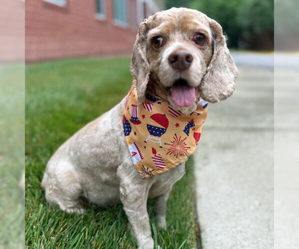 Medium Photo #3 Cocker Spaniel Puppy For Sale in Arlington, VA, USA