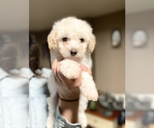 Maltipoo Puppy for sale in SAN BERNARDINO, CA, USA