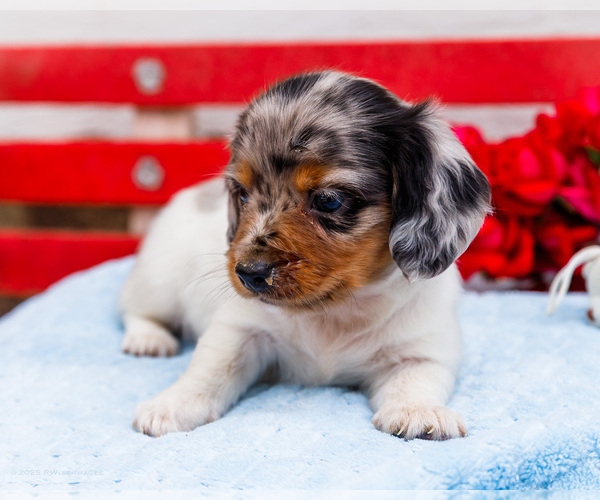 Medium Photo #9 Dachshund Puppy For Sale in WAKARUSA, IN, USA