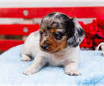 Small Photo #9 Dachshund Puppy For Sale in WAKARUSA, IN, USA