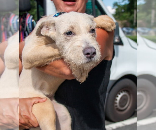 Medium Photo #6 Mutt Puppy For Sale in Oakhurst, NJ, USA