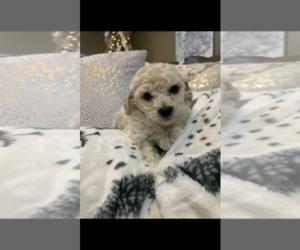 Poochon Puppy for sale in PRINCETON, KY, USA