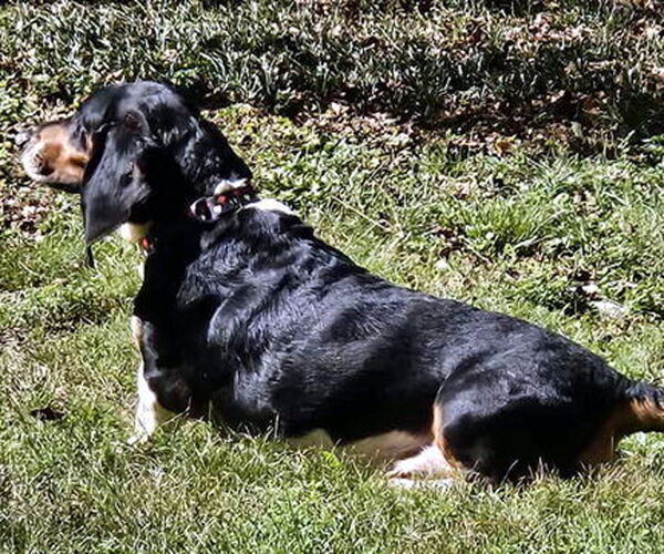 Medium Photo #6 Basset Hound Puppy For Sale in Deepwater, NJ, USA