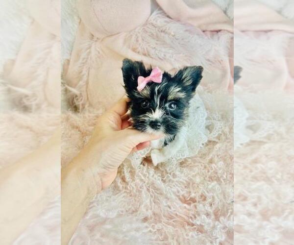 Medium Photo #2 Biewer Terrier Puppy For Sale in WEST PALM BEACH, FL, USA