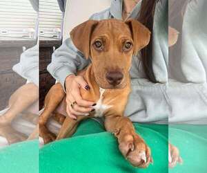 EARDWOLF - Male Labrador Retriever-Unknown Mix Dog for Adoption