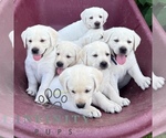 Small #1 Labrador Retriever