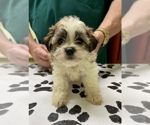 Zuchon Puppy for Sale in ROANOKE, Illinois USA