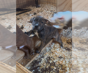 American Pit Bull Terrier Puppy for sale in SCOTTSVILLE, VA, USA