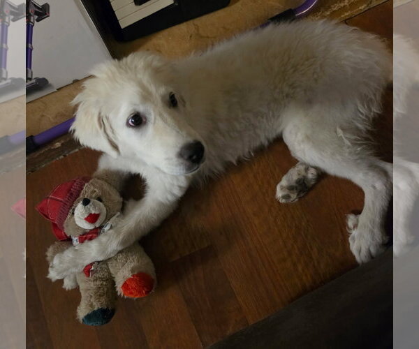 Medium Photo #5 Great Pyrenees Puppy For Sale in MIDWAY, UT, USA
