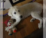 Small #4 Great Pyrenees