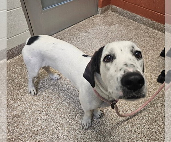 Medium Photo #2 Basset Hound-Unknown Mix Puppy For Sale in Fort Collins, CO, USA