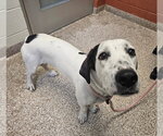 Small #1 Basset Hound Mix