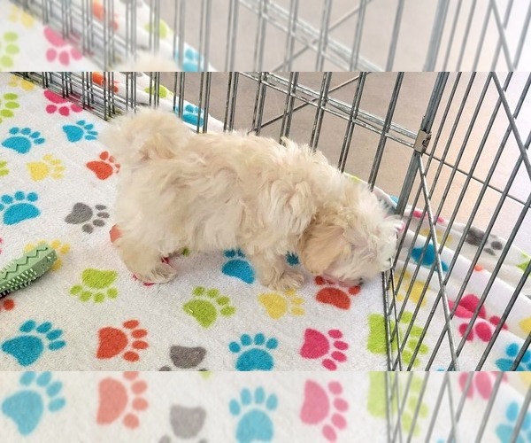Medium Photo #8 Maltese-Poodle (Toy) Mix Puppy For Sale in ORO VALLEY, AZ, USA