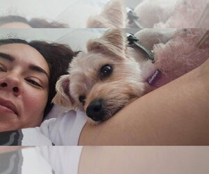 Toby - Male Mutt Dog for Adoption - Photo #4