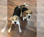 Small #7 Beagle